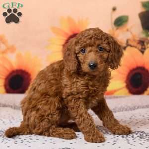 Callie, Miniature Poodle Puppy